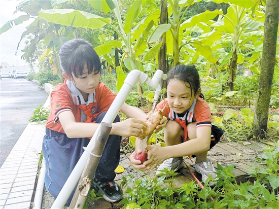 良山小学挖番薯、洗番薯,同学们忙得热火朝天。.jpg