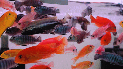微信图片_20230810111344.gif