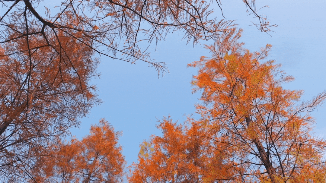 微信图片_20241226112814.gif